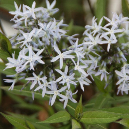Amsonia - ‘Storm Cloud' Blue Star Flower
