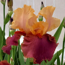 Iris - ‘Natchez Trace' Bearded Iris