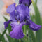 Iris - ‘Feedback' German Bearded Iris