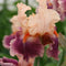 Iris - ‘Cherry Blossom Song' German Bearded Iris