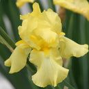 Iris - ‘Harvest of Memories' German Bearded Iris