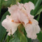 Iris - ‘Pink Attraction' German Bearded Iris
