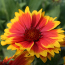Gaillardia - 'Arizona Sun' Blanket Flower
