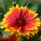 Gaillardia - 'Arizona Sun' Blanket Flower