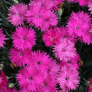 Dianthus - ‘Neon Star' Pinks