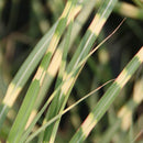 Miscanthus - ‘Little Zebra' Dwarf Zebra Grass