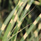Miscanthus - ‘Little Zebra' Dwarf Zebra Grass