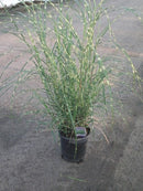 Miscanthus - ‘Little Zebra' Dwarf Zebra Grass