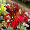 Lobelia - 'Queen Victoria' Cardinal Flower