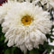 Leucanthemum - ‘Marshmallow' Amazing Daisies® Shasta Daisy