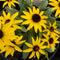 Rudbeckia - 'American Gold Rush' Black Eyed Susan