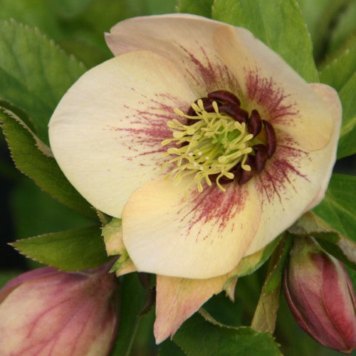 Helleborus - ‘Sandy Shores' HONEYMOON® Lenten Rose