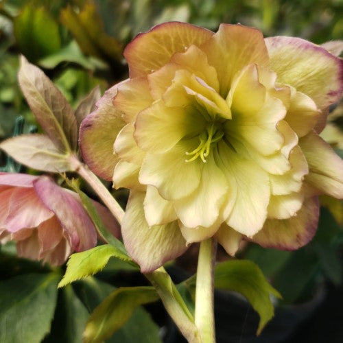 Helleborus - ‘Mother of the Bride' WEDDING PARTY® Lenten Rose