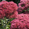 Sedum - 'Autumn Fire' Stonecrop