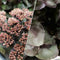 Sedum - ‘Back in Black' ROCK 'N' GROW® Stonecrop