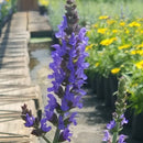 Salvia - ‘Bumbleblue' Bumble Woodland Sage