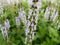 Salvia - ‘Bumblesky' Bumble Woodland Sage
