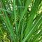 Erianthus - Hardy Pampas Grass