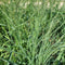 Panicum - ‘Niagara Falls' Prairie Winds® Red Switch Grass