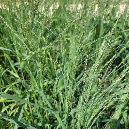 Panicum - ‘Niagara Falls' Prairie Winds® Red Switch Grass
