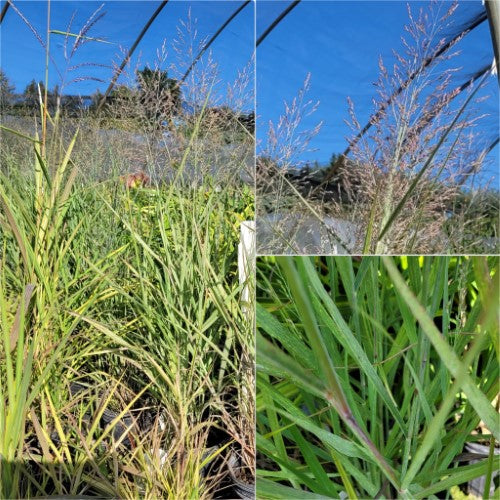 Panicum - ‘Gunsmoke' Switch Grass