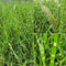 Miscanthus - ‘Strictus' Porcupine Grass