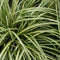 Carex - 'Evergold' Variegated Japanese Sedge Grass