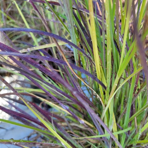 Schizachyrium - ‘Twilight Zone' Little Bluestem Grass