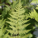Fern - Athyrium 'Lady' Fern