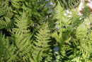 Fern - Athyrium 'Lady' Fern