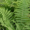 Matteuccia / Ostrich Fern - Ostrich Fern
