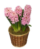 Hyacinth Spring Potted Basket