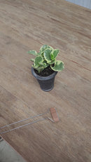 10" Large Face Weatherproof Copper Plated Plant Markers