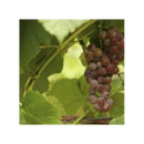 Grape - 'Reliance' Red Seedless