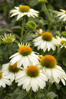 Echinacea - 'Pow Wow White' Coneflower