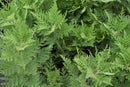Artemisia - 'SunFern Olympia' Wormwood