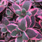 Sedum - Sunsparkler® 'Dream Dazzler' Stonecrop