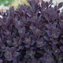 Sedum - Sunsparkler® 'Plum Dazzled' Stonecrop