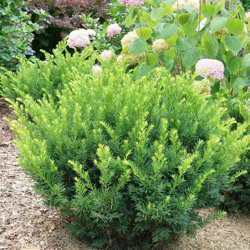 Taxus - STONEHENGE DARK DRUID® Yew