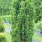 Taxus - STONEHENGE SKINNY® Yew