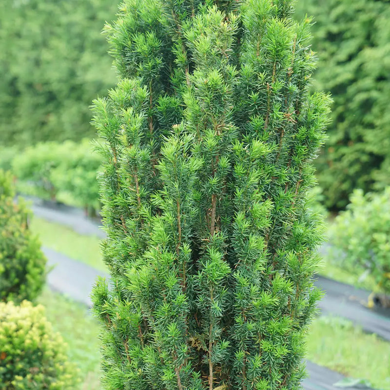 Taxus - STONEHENGE SKINNY® Yew