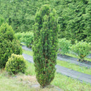 Taxus - STONEHENGE SKINNY® Yew