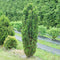 Taxus - STONEHENGE SKINNY® Yew