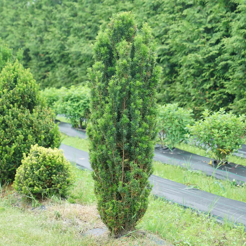 Taxus - STONEHENGE SKINNY® Yew