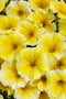 Petunia - Supertunia 'Saffron Finch'
