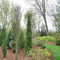 Thuja - 'STING®' Arborvitae