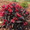 Weigela - 'Date Night® Electric Love™'
