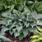 Hosta - 'Halcyon'