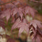 Acer Maple – ‘Bloodgood’ Upright Japanese Maple