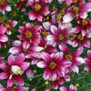 Coreopsis - ‘Zesty Zinger' Sizzle & Spice® Whorled Tickseed